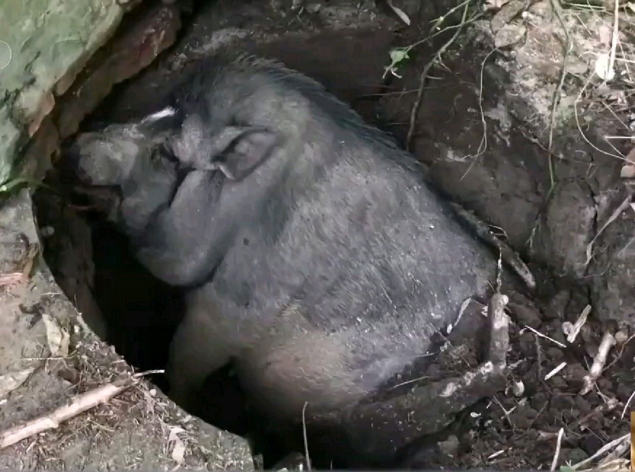 重口味!400斤巨型宠物猪掉坑里,救援人员用扁担一起抬出