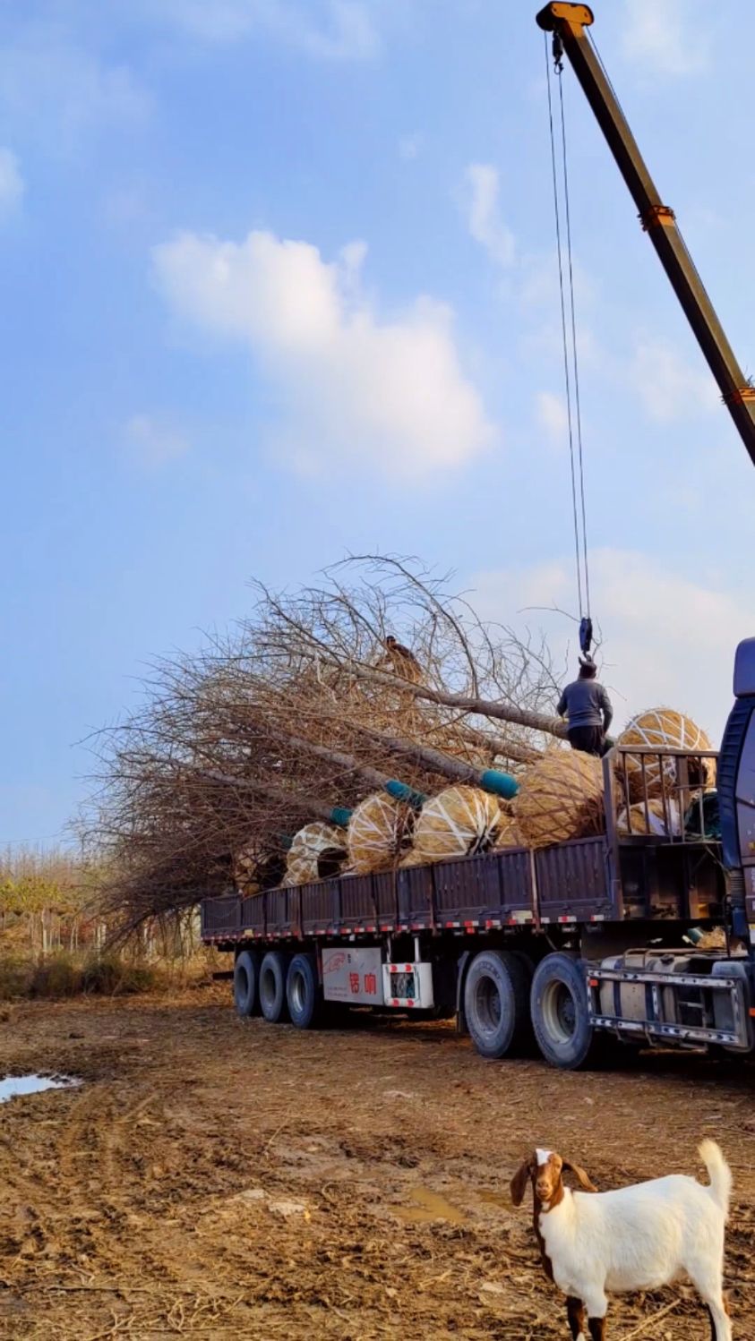 银杏树基地起树装车 绿化苗木 园林绿化 别墅庭院景观银杏大树.