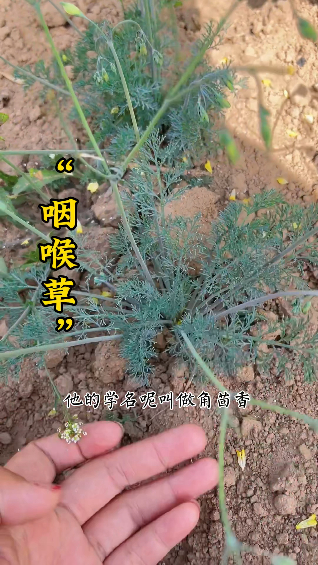 长的像茵陈蒿的植物在农村被称为咽喉草泡水厉害了你可见过