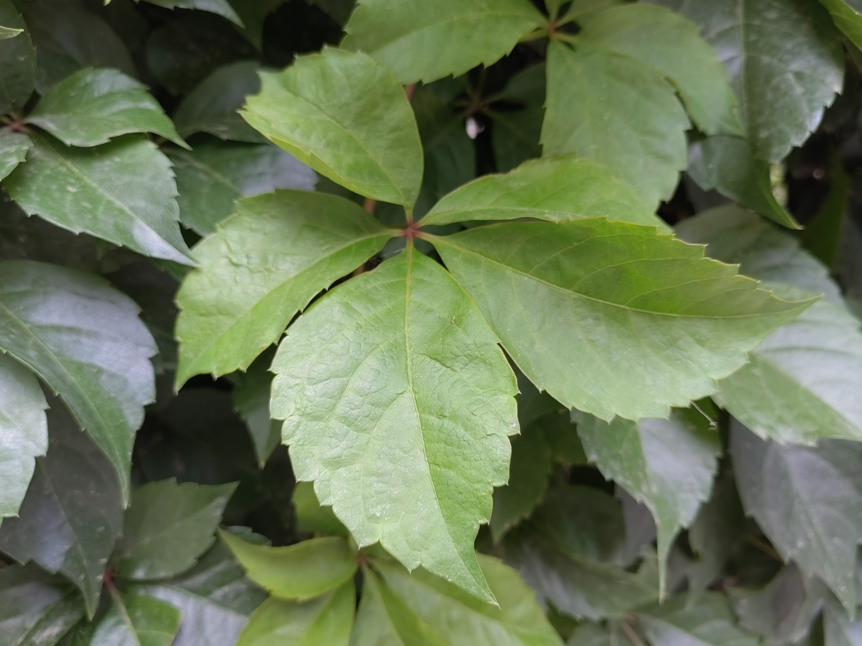 五叶地锦(五叶爬山虎)好是好,一长一大片,用于铺地或怕围栏都挺好的