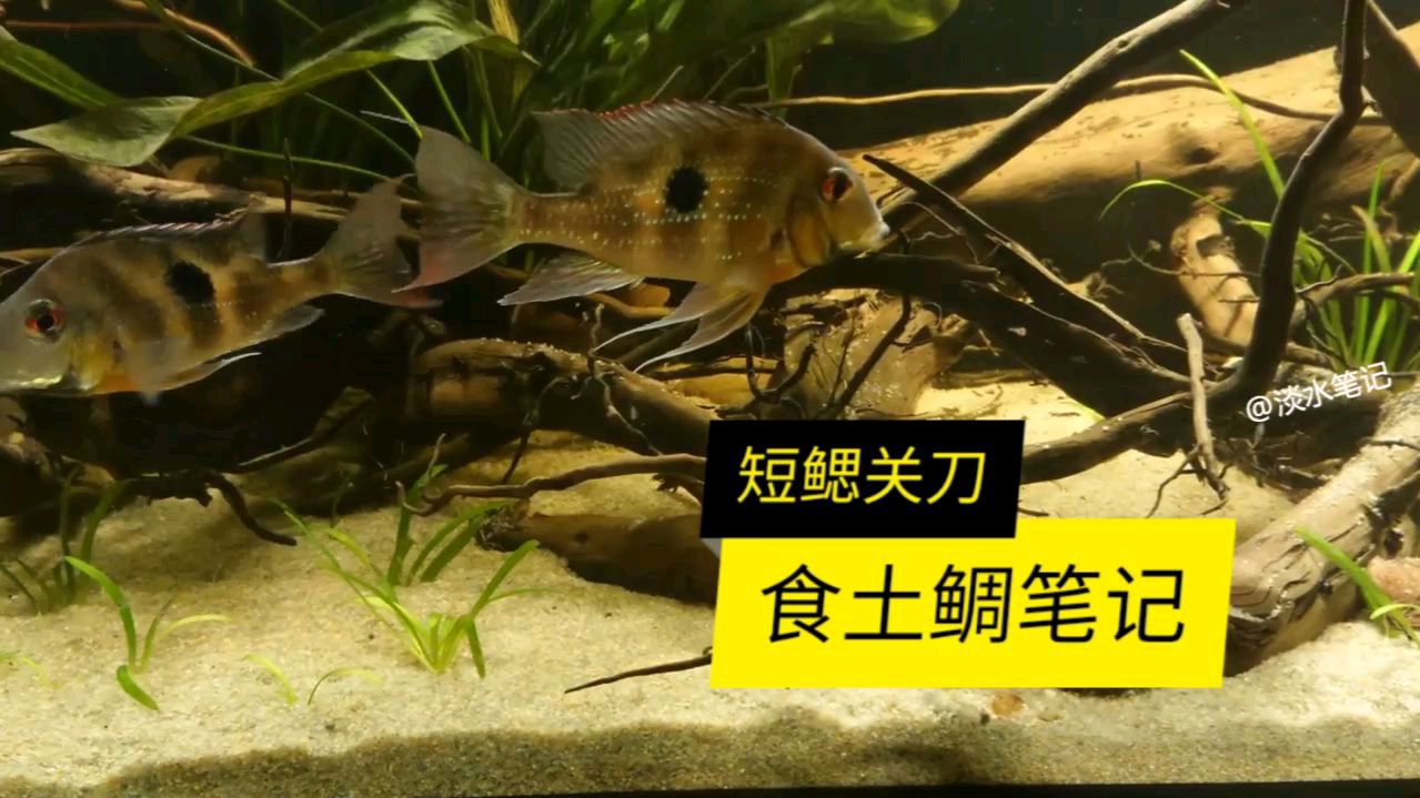 短鳃关刀,咽喉处有个黑色三角相当个性
