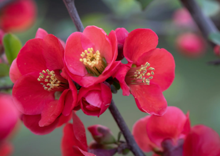 红色海棠花是什么品种