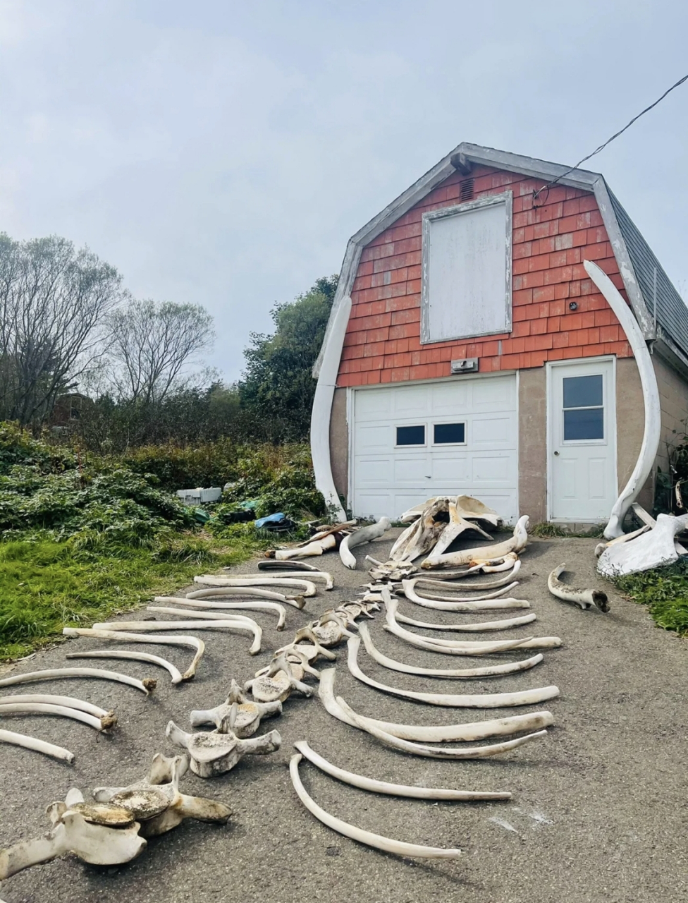 网友:岛上渔民捡来的鲸鱼骨,这算是最强赶海了吧[左捂脸]