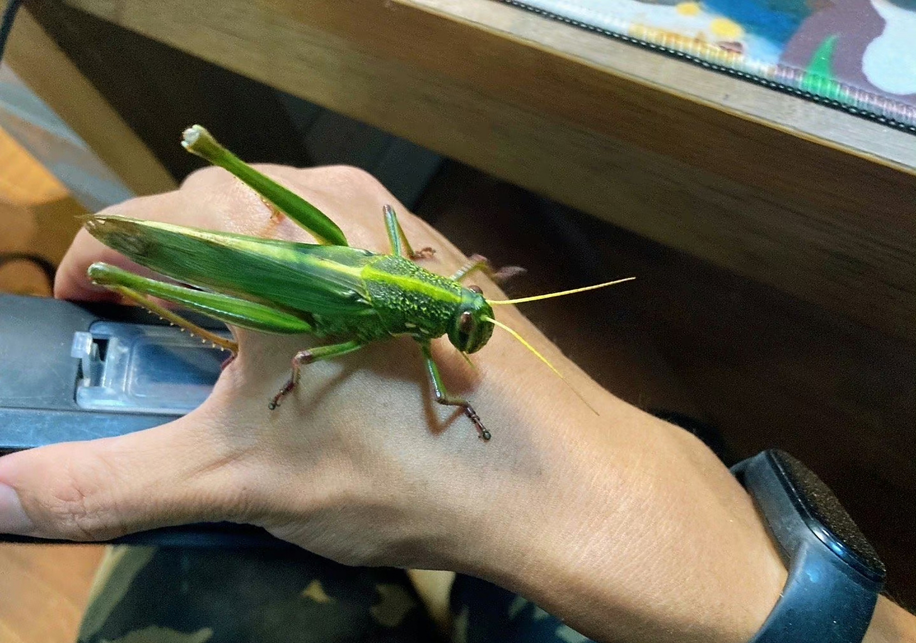 刚好今天晚上 到一只超大的纺织娘(图4-6)……这差距还用比吗!