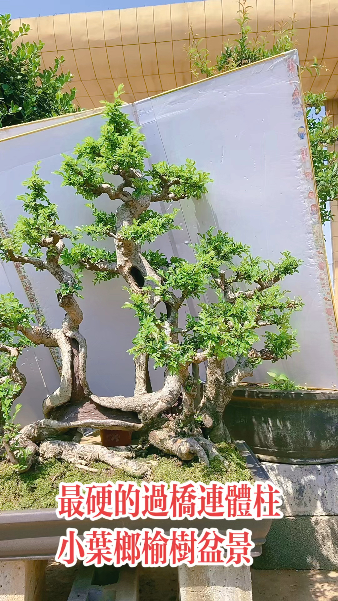 小叶榆树盆景过桥连体的仅次一盆喜欢的关注一下吧