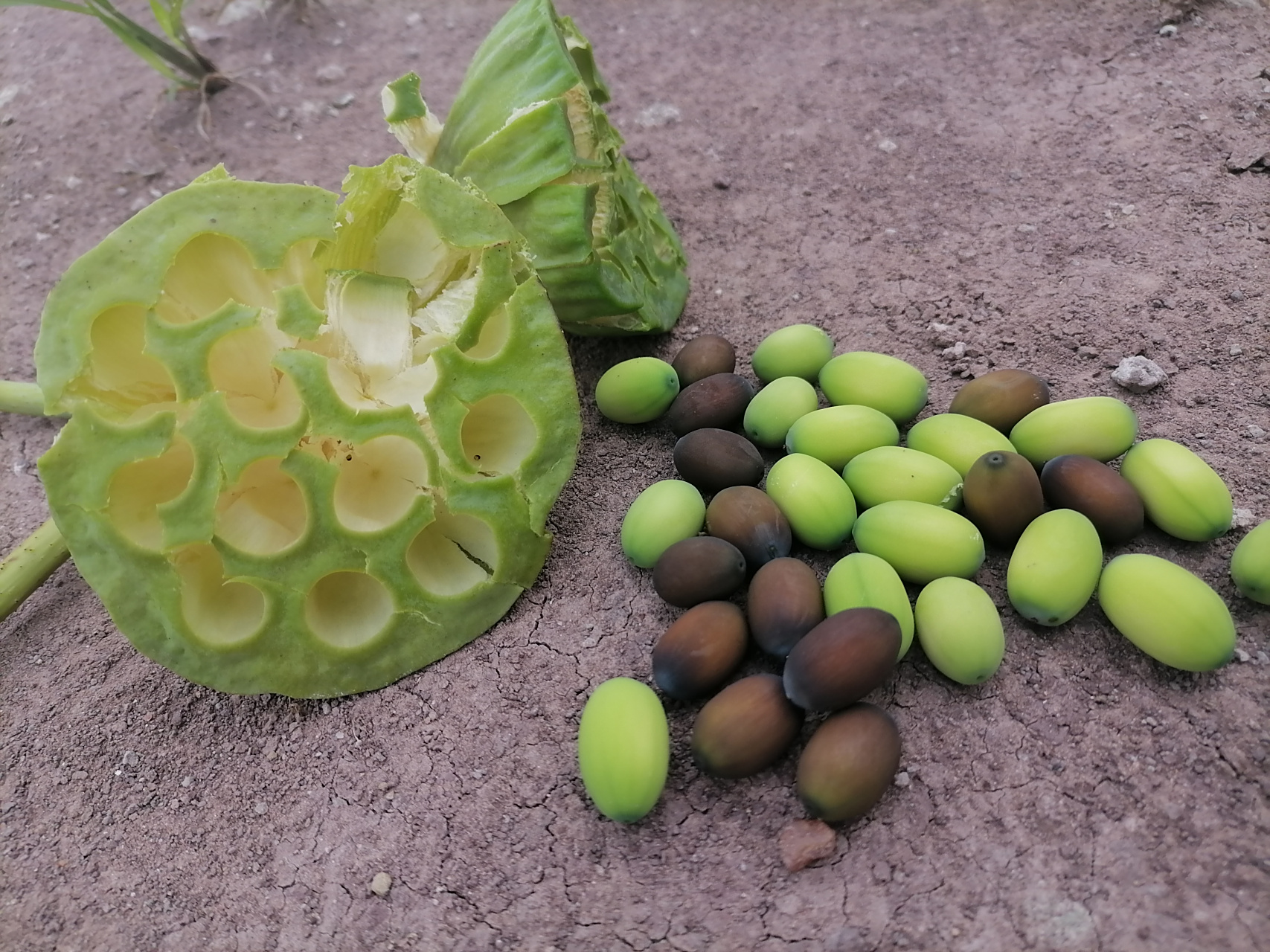 拍了这么多日子的荷花,今天终于有了回报,这莲籽可真不是一般的好吃.