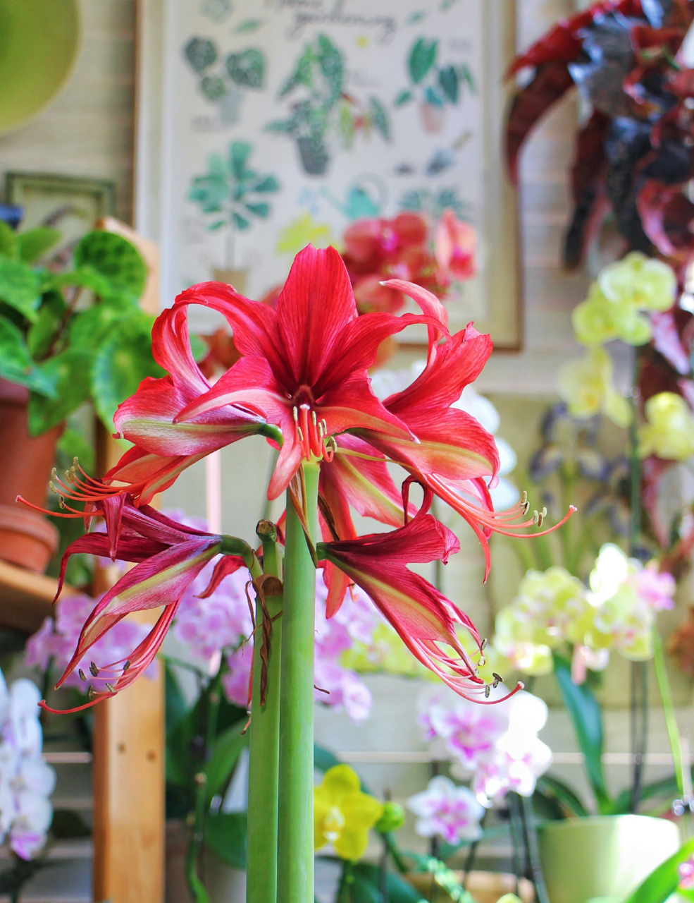 朱顶红 拉巴斯 依然是细瓣长蕊的典型代表.