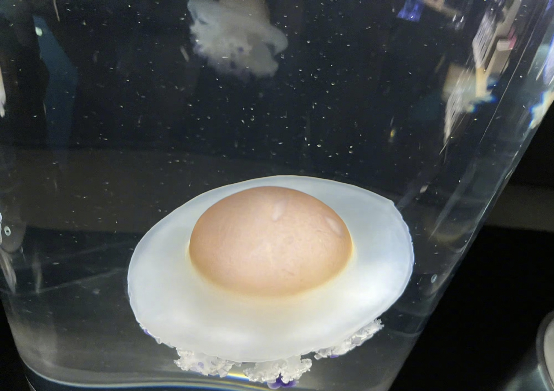 煎蛋水母,看起来就像煎蛋在游泳,甚至还是溏心蛋…… 67