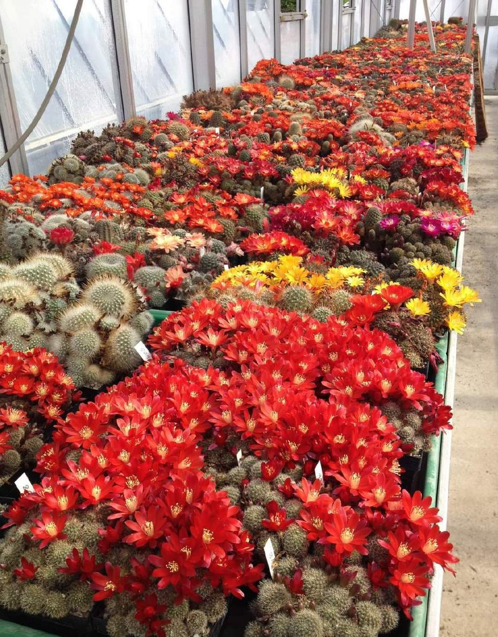 出行健康知多少# 迷上了仙人球,每天听不到漳州普通话就难受,清晨