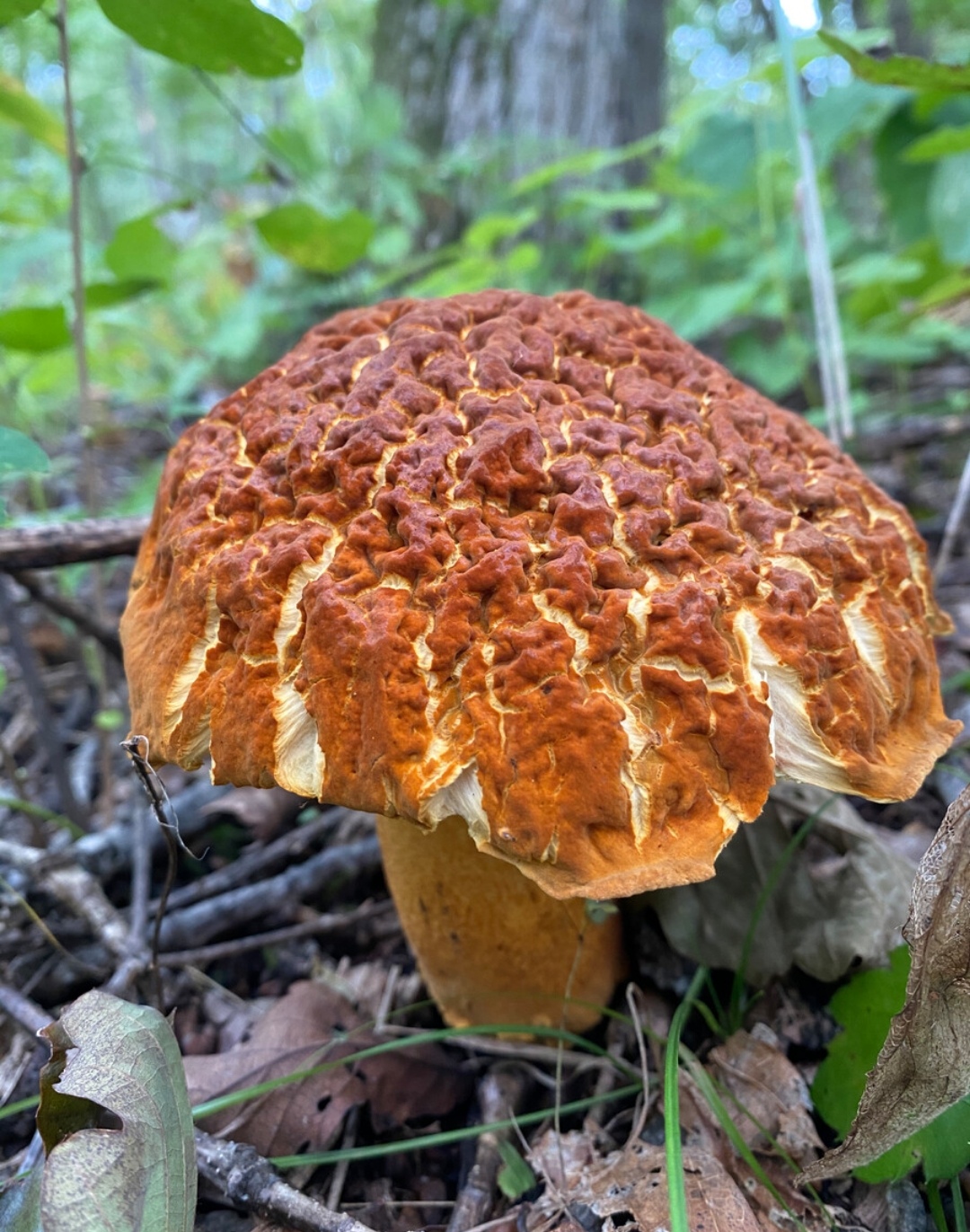 云南能吃的野生菌图片图片