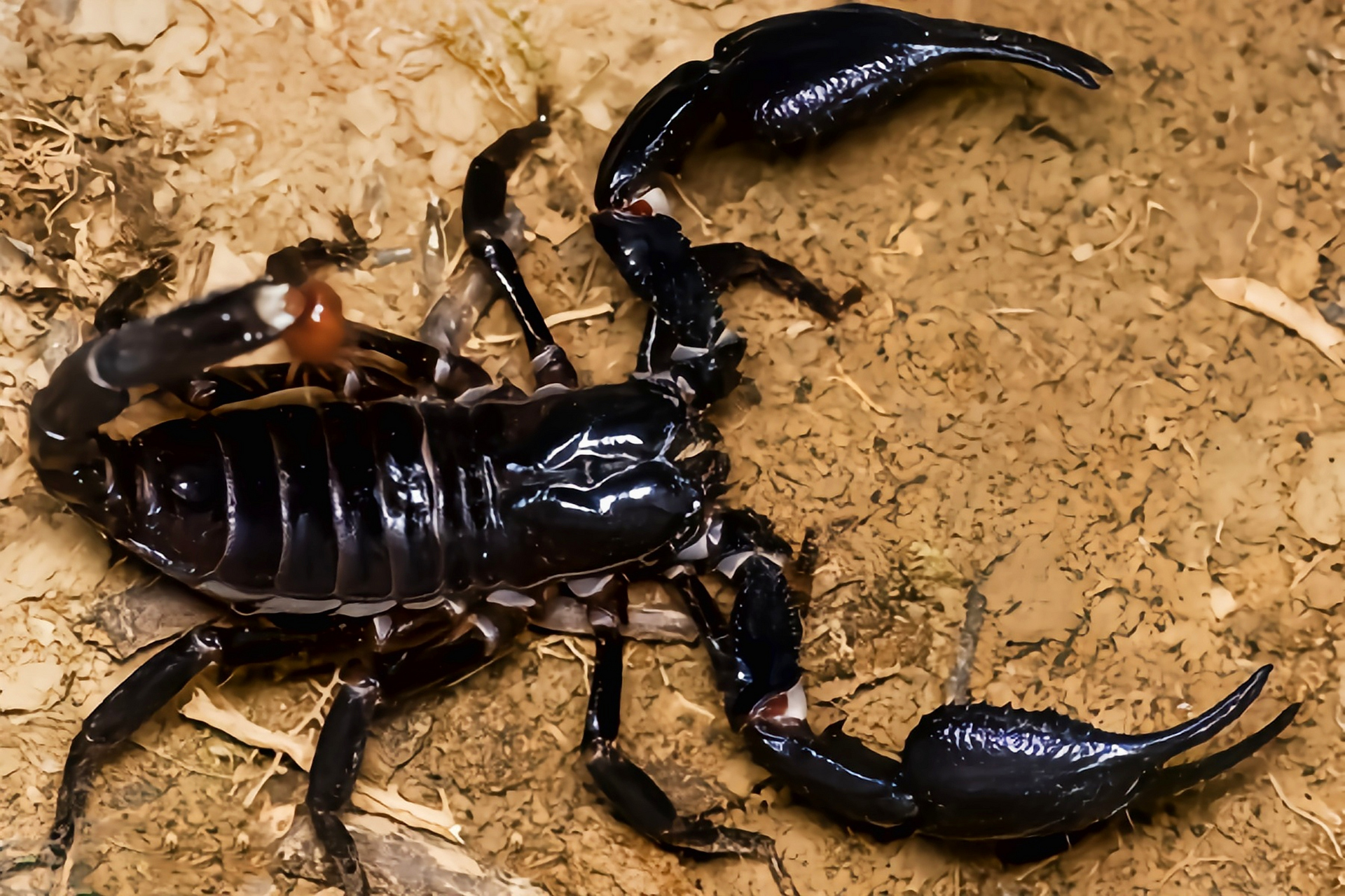 每天认识一种动物——马来西亚雨林蝎 马东西亚雨林蝎别名多刺异蝎,假