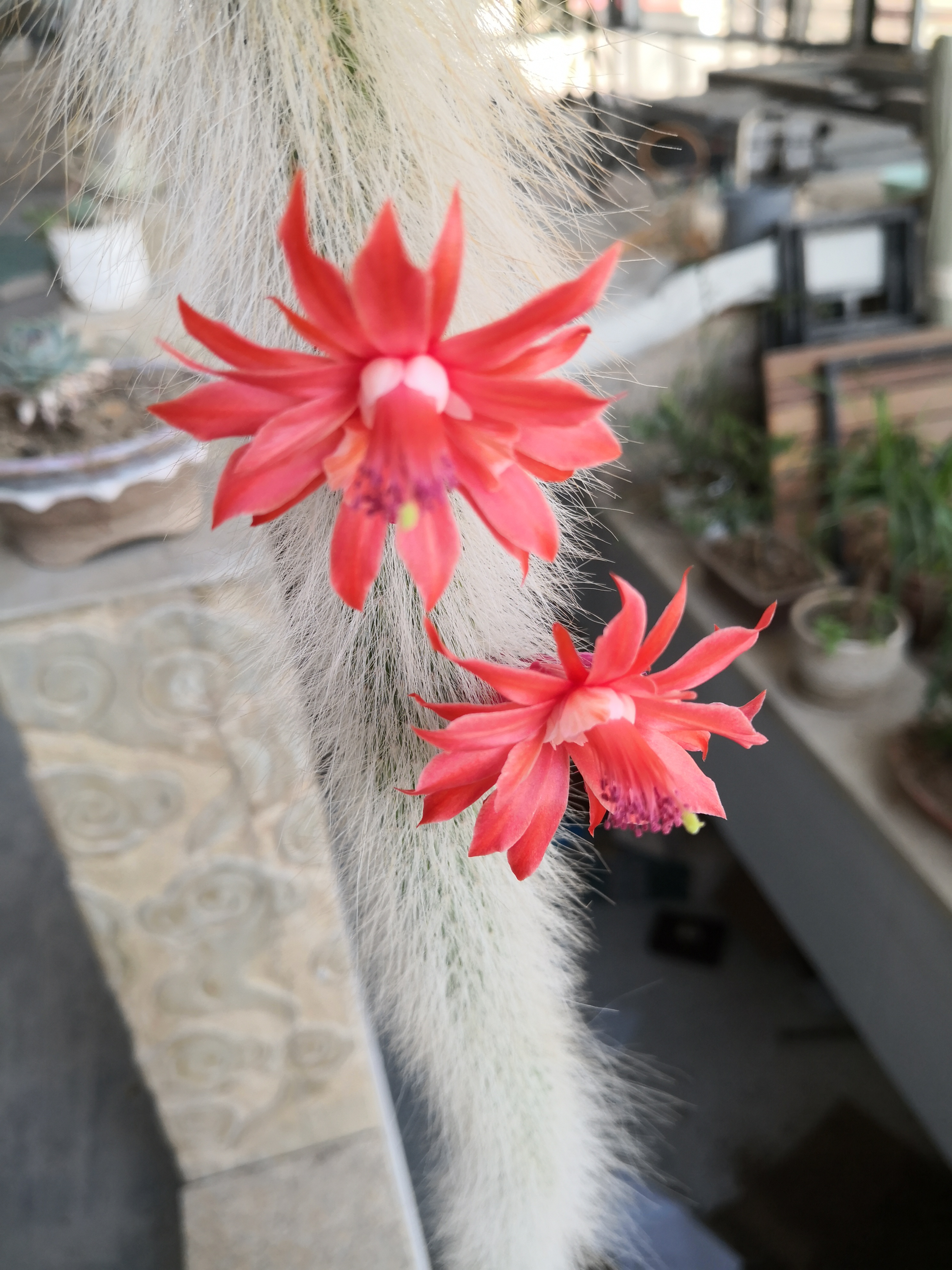 猴子尾巴开花了,谁知道这是什么植物?