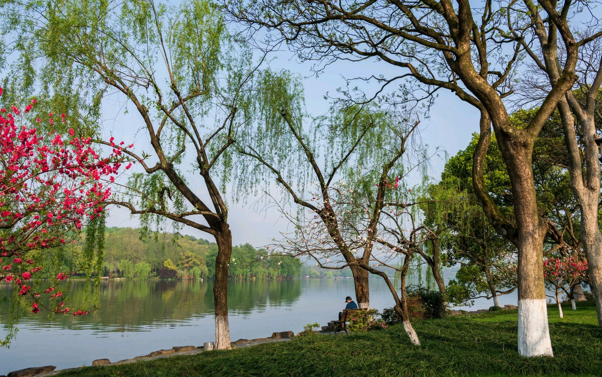 西湖岸边柔媚春色