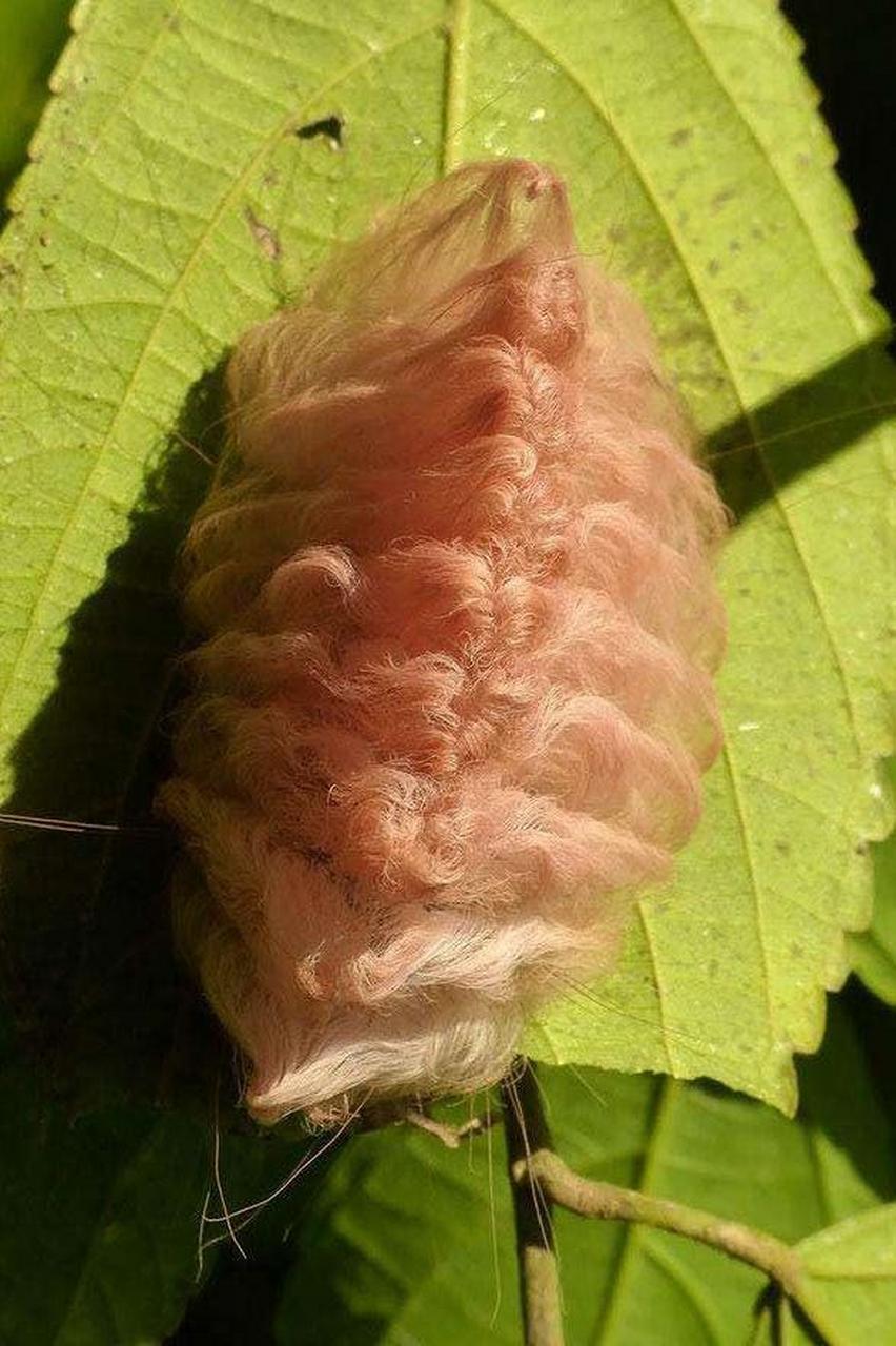 奇妙的昆虫-南部法兰绒蛾 南部法兰绒幼虫外表毛茸茸非常可爱,但是