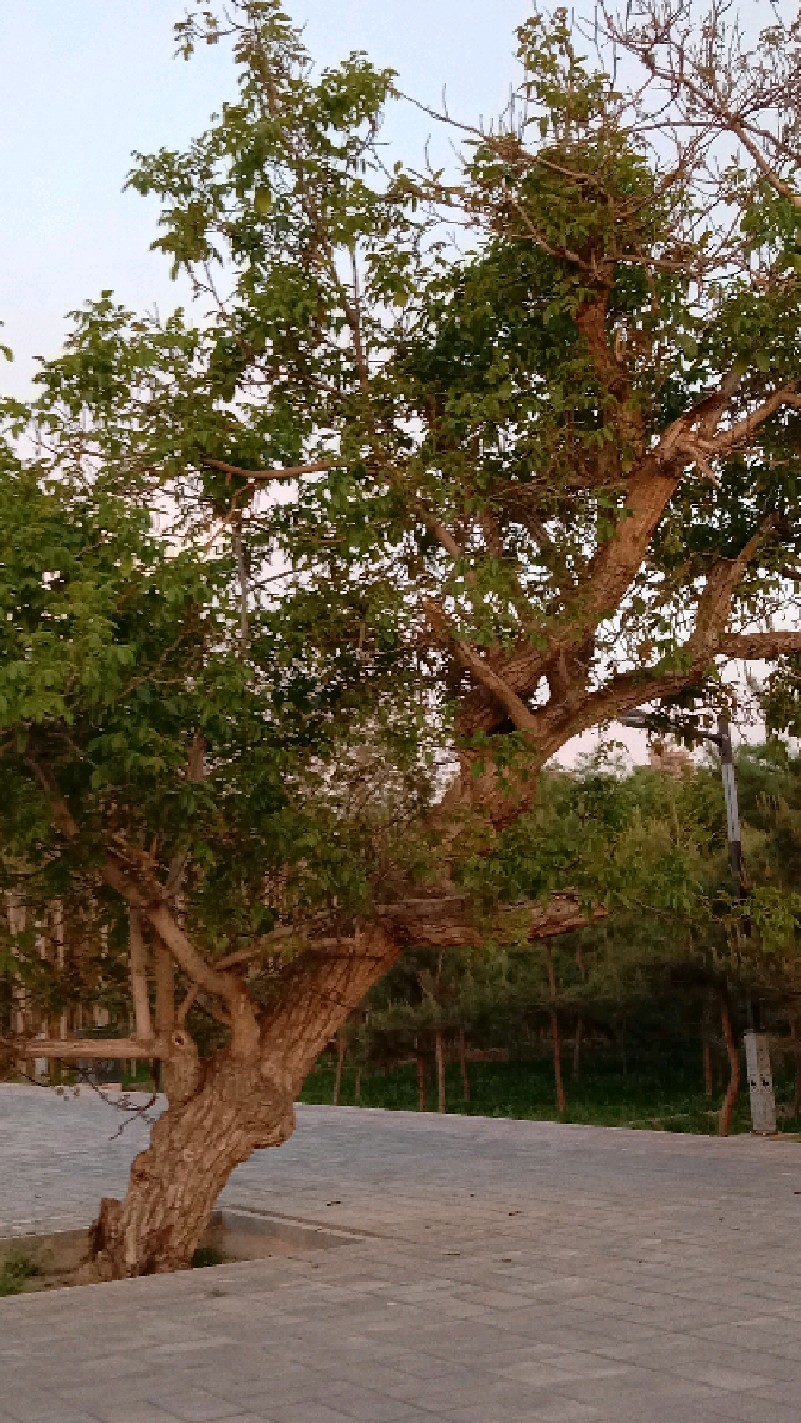 凉州区核桃园(北园)