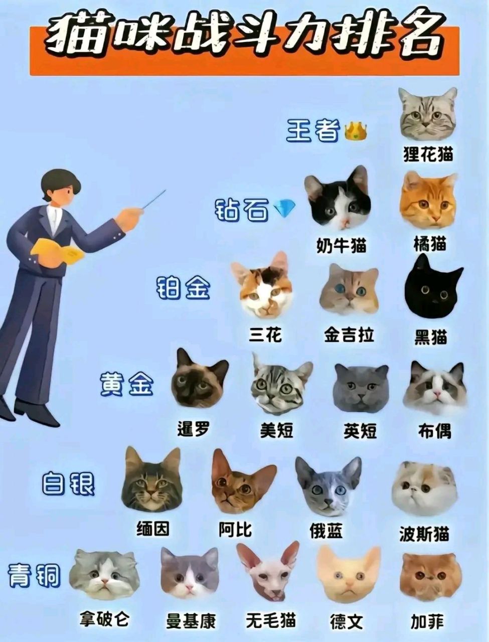 狸花猫,猫届战力天花板,铁血战士,猫界平头哥,我家汤圆加菲属于青铜