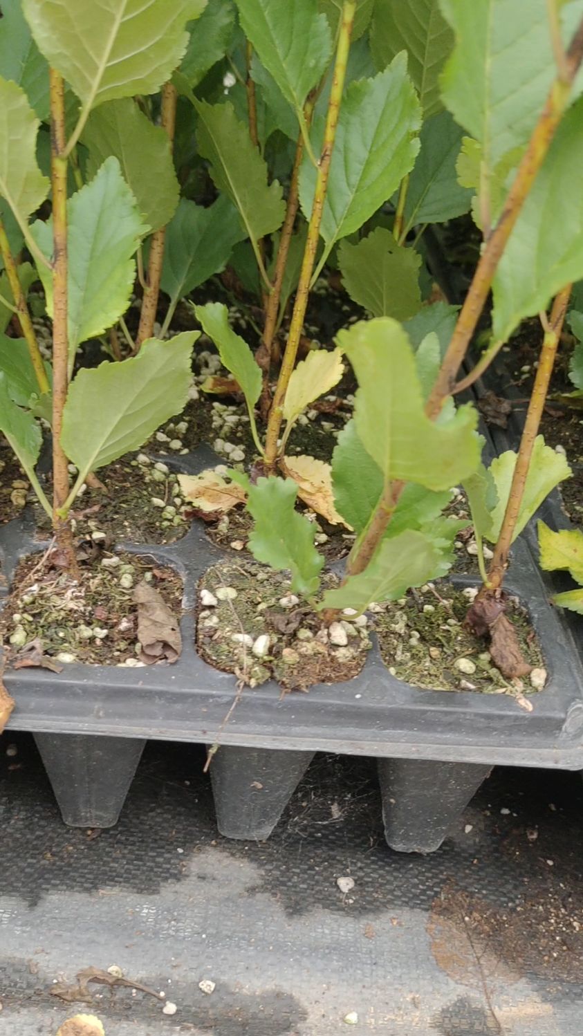 根系爆满的吉塞拉6号砧木苗!