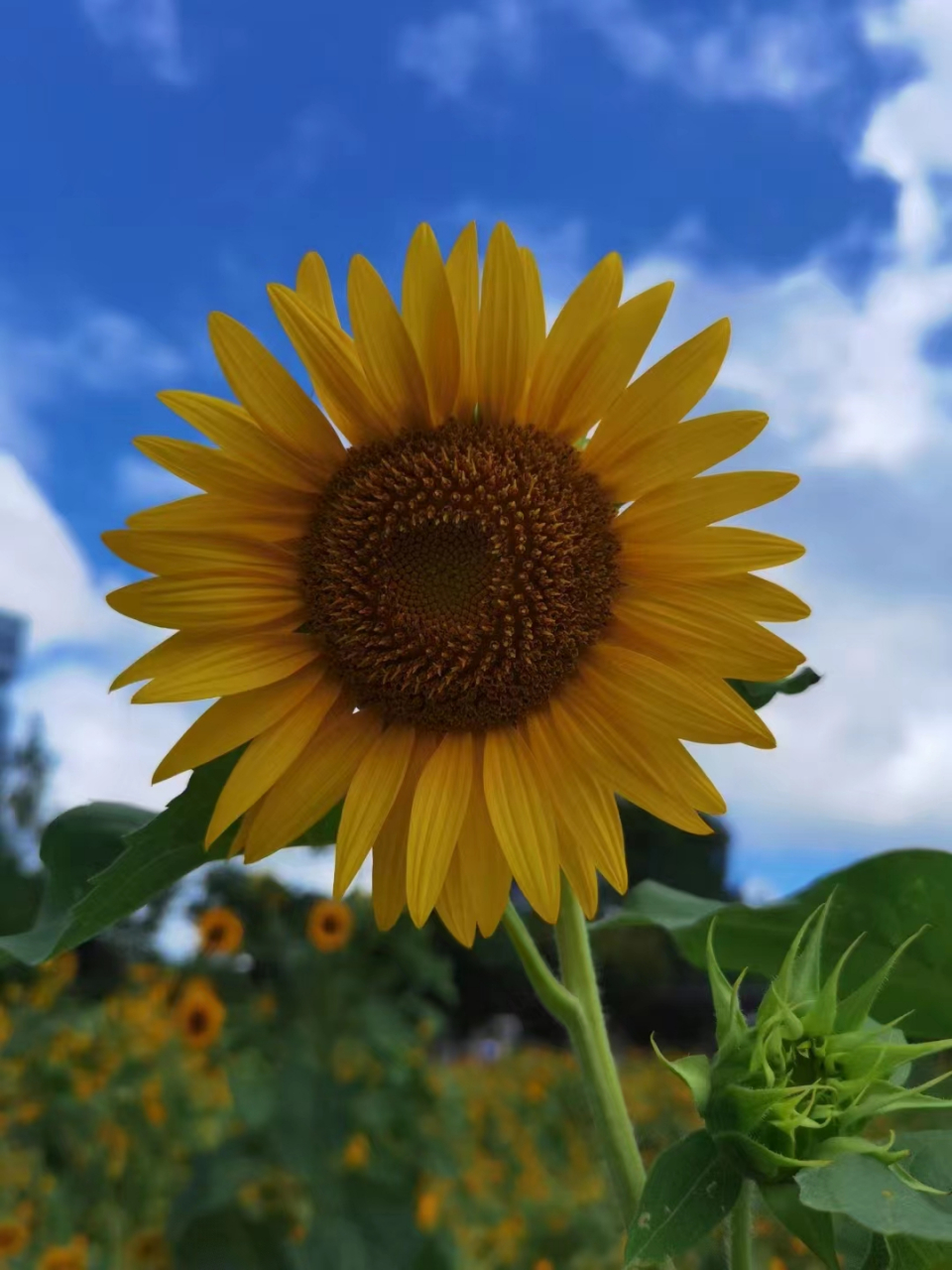 向阳而生—— 欣欣向荣,生机勃勃,傲然挺立,葵花向日,蒸蒸日上,步步