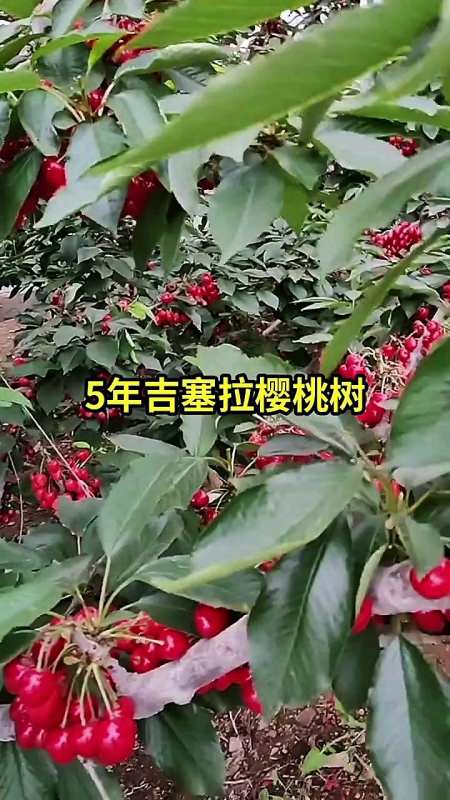 管理5年矮化大樱桃丰产状,矮化大樱桃树怎么管理