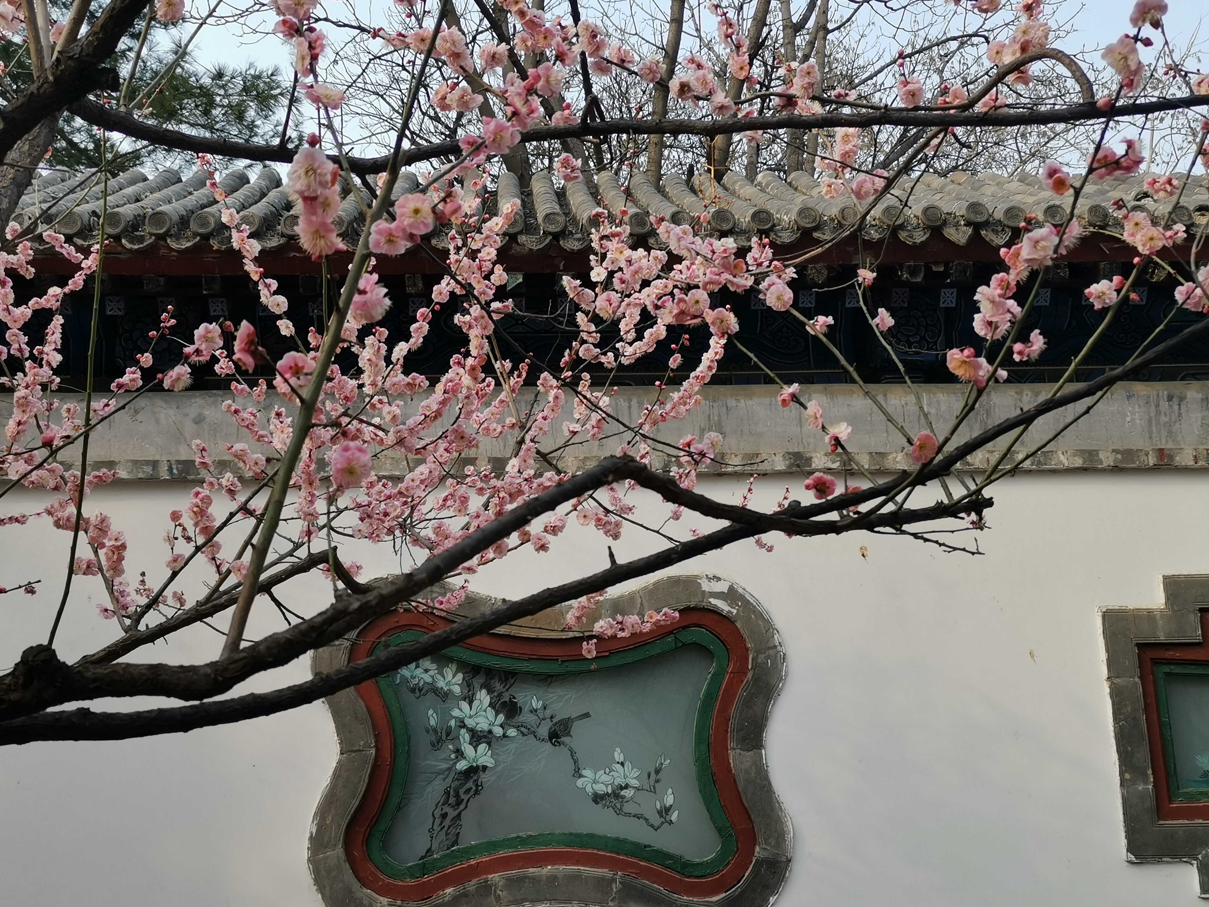 北京大观园栊翠庵的梅花:"花吐胭脂,香欺兰蕙"