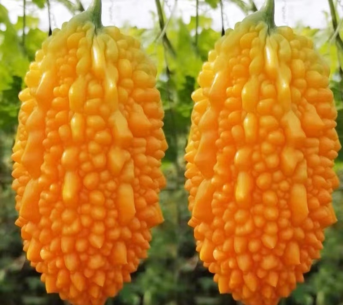 你们那管这个叫什么瓜?我们这叫荔枝瓜,主要用来泡酒.