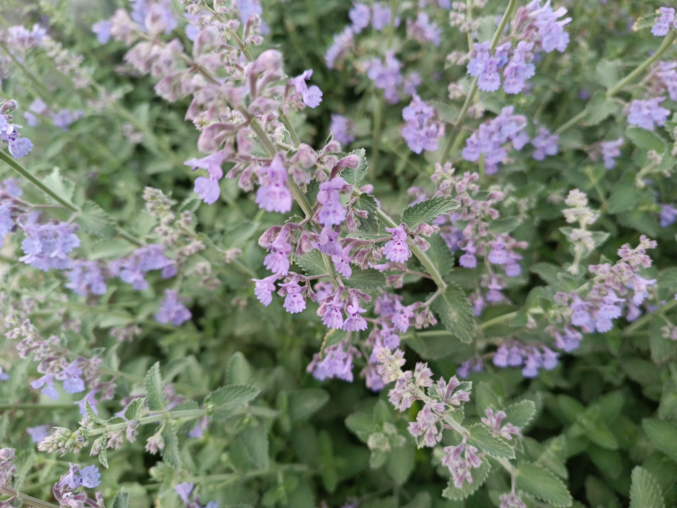 路上行人行色匆匆,无人理会这名为六座大山荆芥的小花