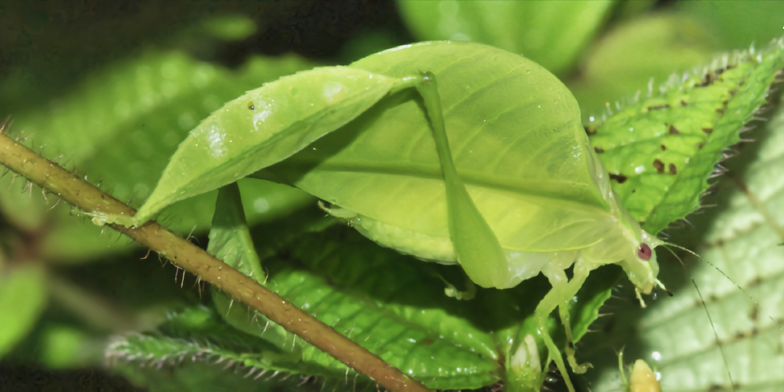 每天认识一种昆虫——柯氏姬叶螽 柯氏姬叶螽 别名吉氏姬叶螽,原产于