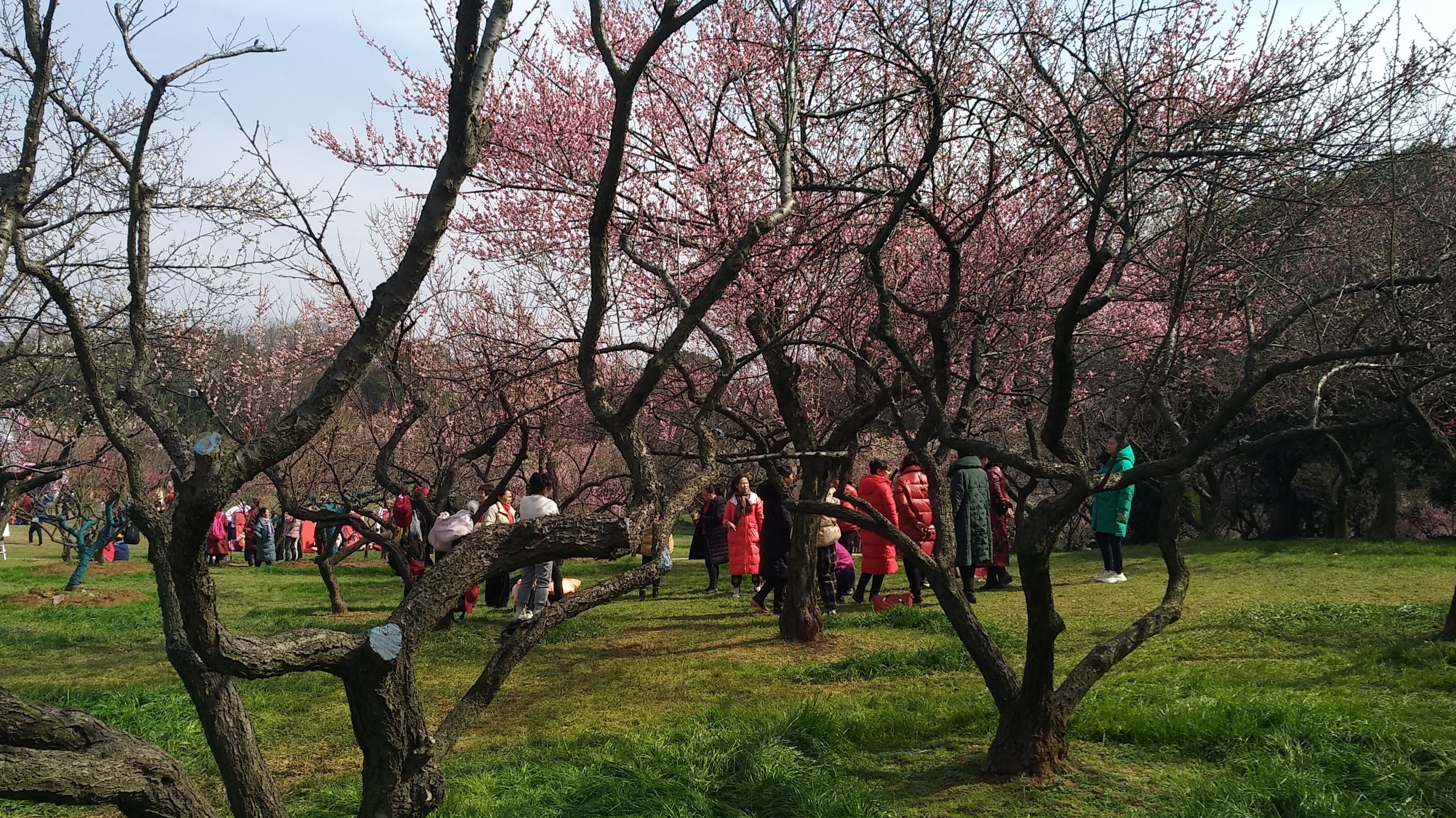 东湖梅花园景区图片图片