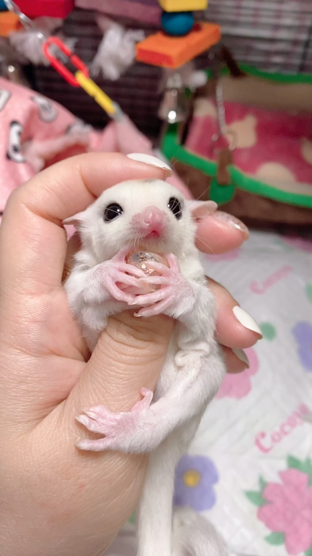 蜜袋鼯 白金马弟弟找主人啦