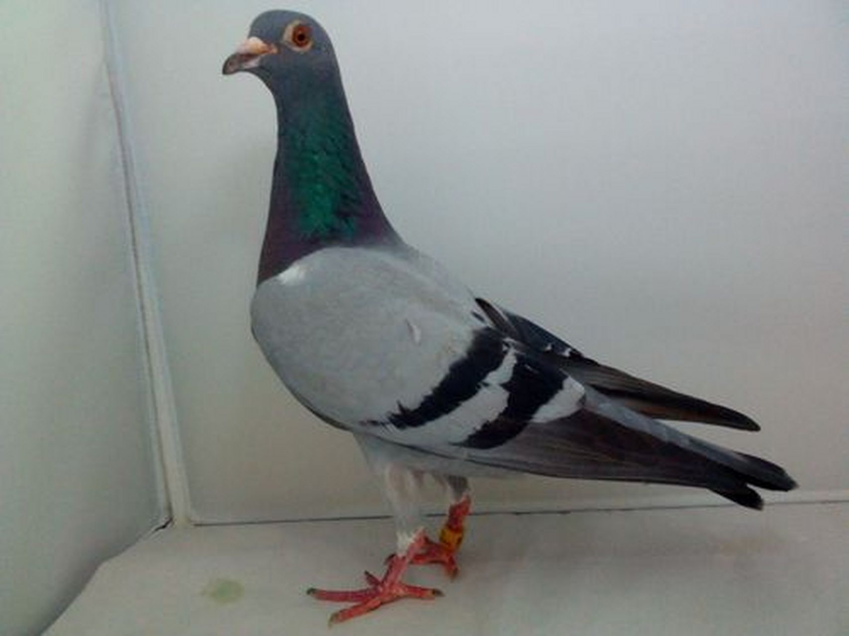 这是常见的中华信鸽.总体呈灰色,脖子是一圈蓝色的羽毛.