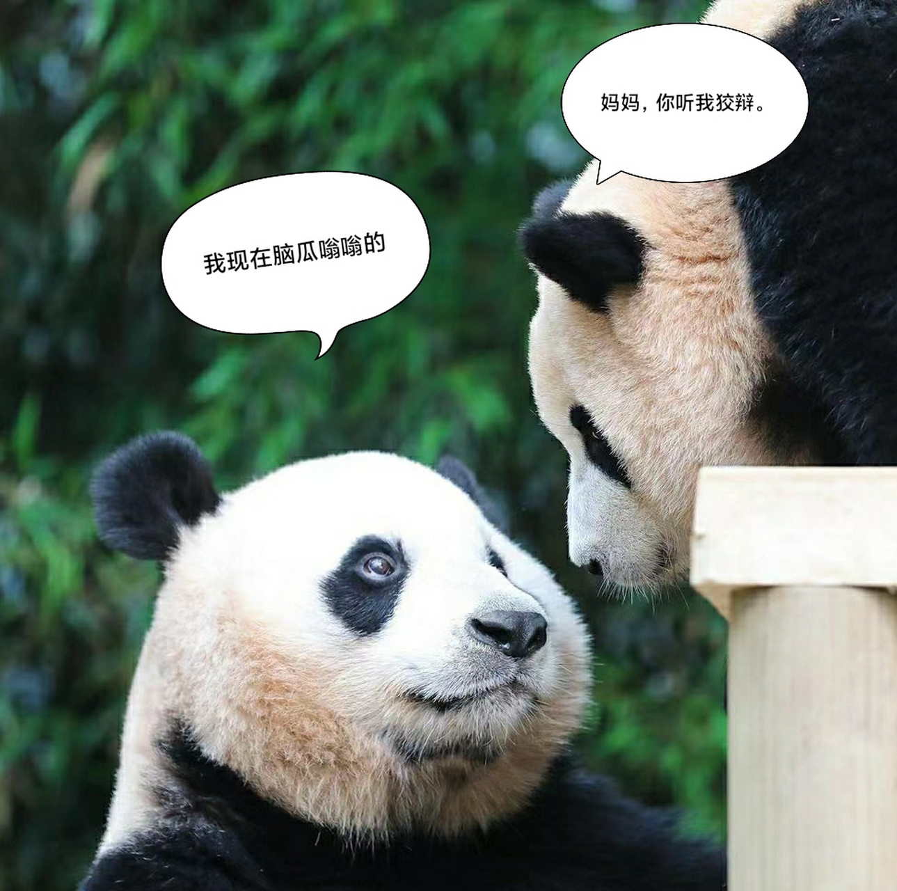 福宝:妈妈,你听我狡辩. 爱宝:我现在脑瓜嗡嗡的