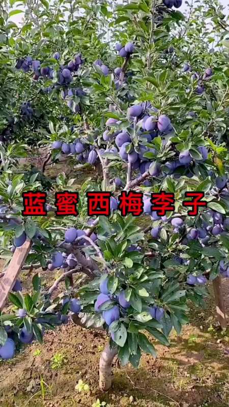 西梅蓝蜜李子苗,离核品种,口感脆甜-度小视