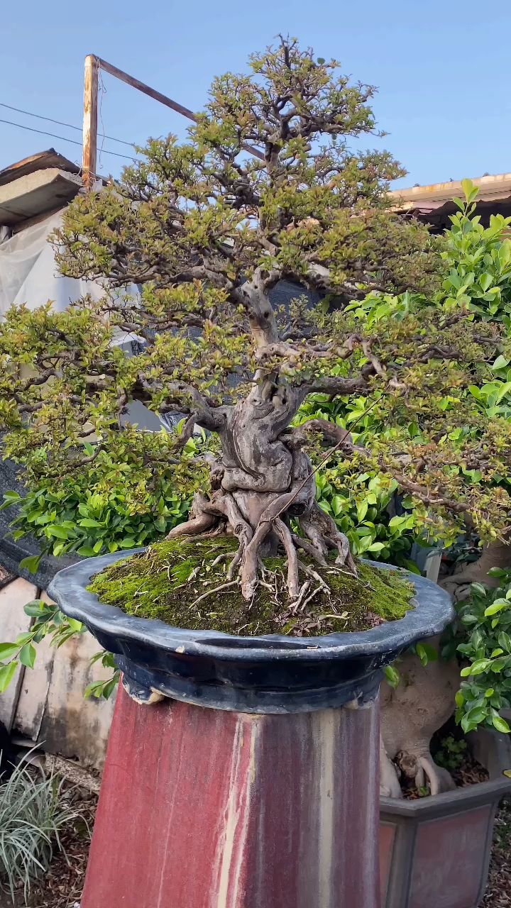 说是雀梅王不为过吧!朋友请看细节.