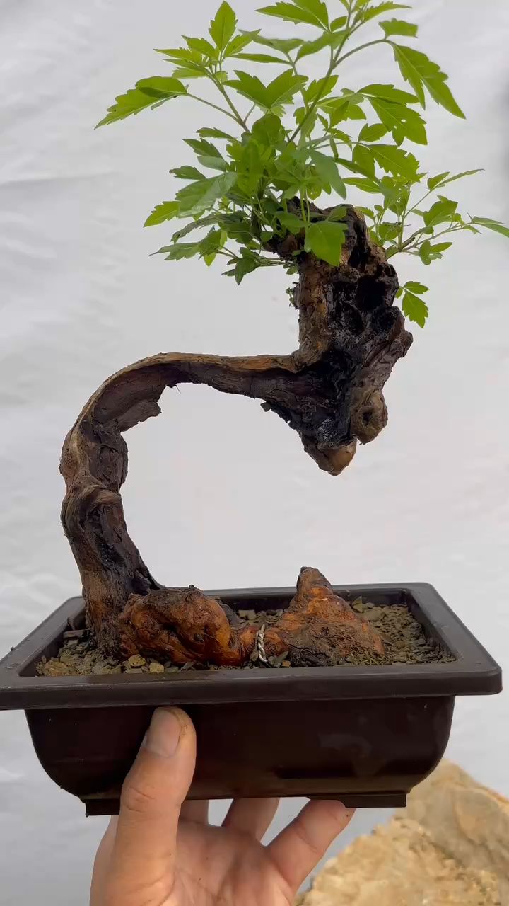 黄荆欣赏,险桩的不太明显