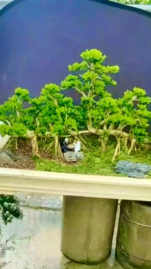 一本丛林大黄杨,养一棵在庭院里,四季如春,葱葱郁郁,万物生长!