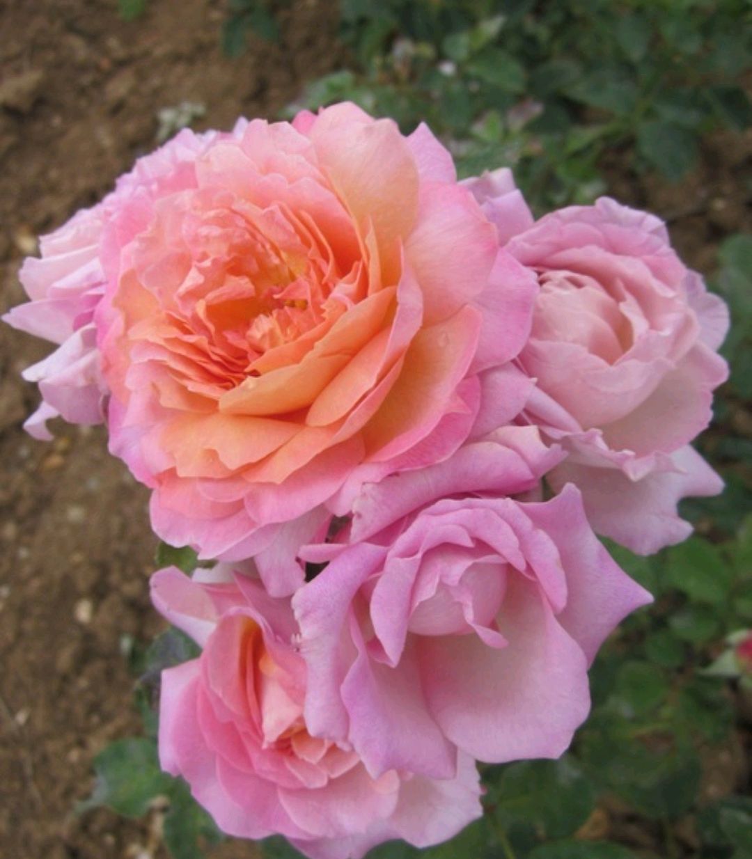 弗洛拉杰特(florajet)