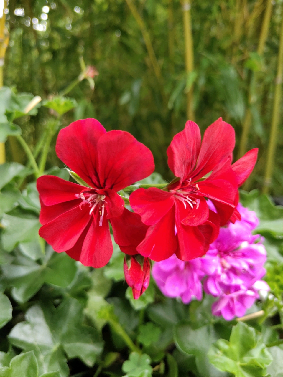 盾叶天竺葵(蔓性天竺葵)  98是牻(máng)牛儿苗科天竺葵属植物