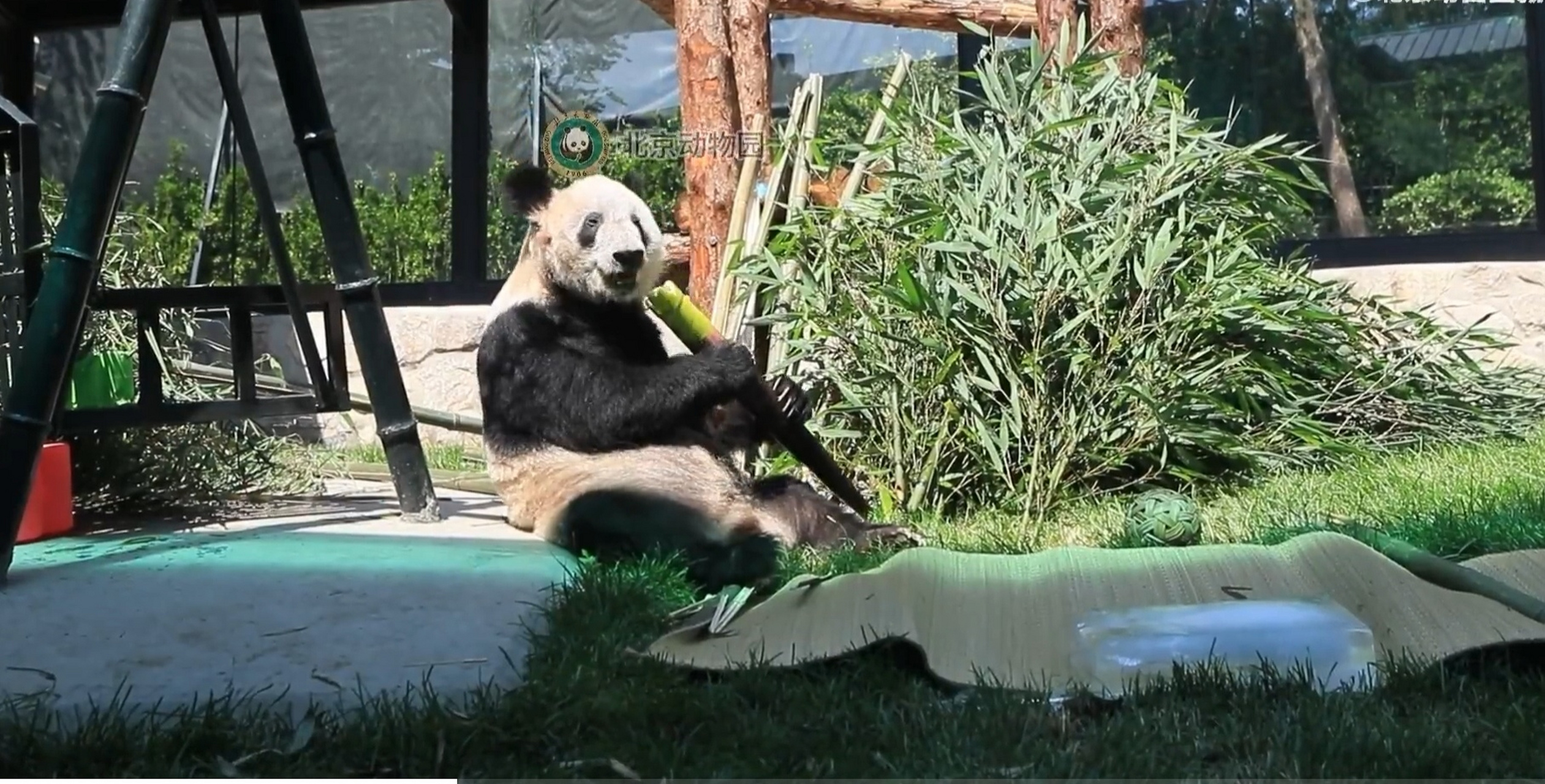 丫丫# 丫丫(李大丫)新的生活照来啦!