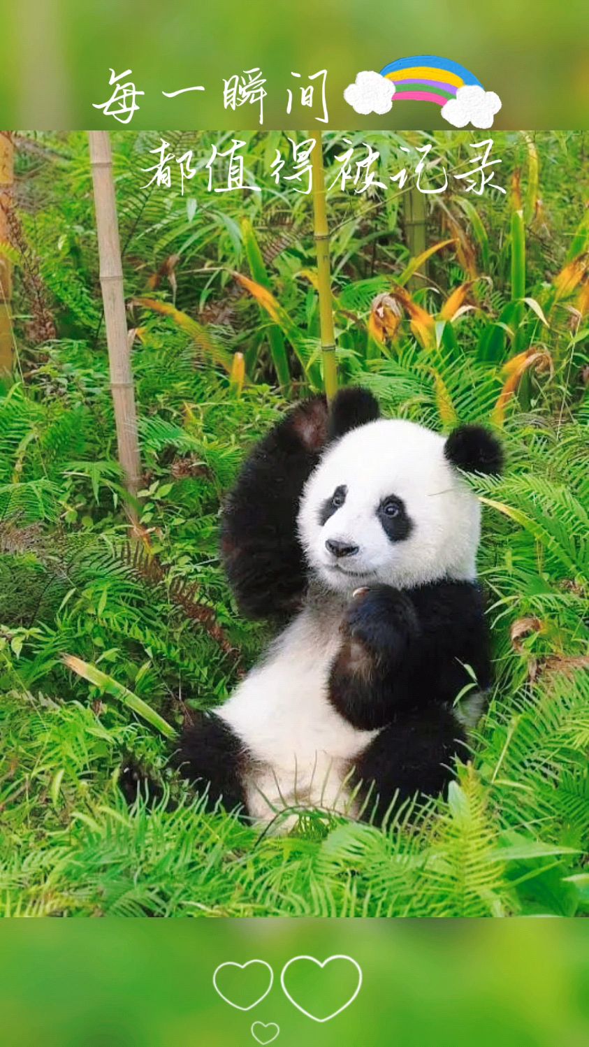 快来看,可爱的国宝大熊猫,个个萌到你想笑