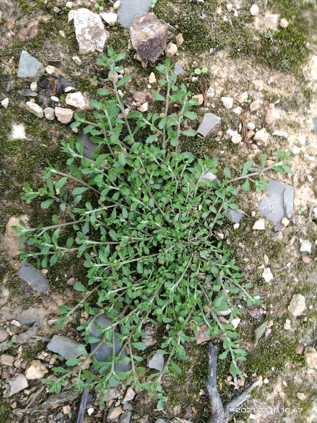 鹅不食草,野生好草药