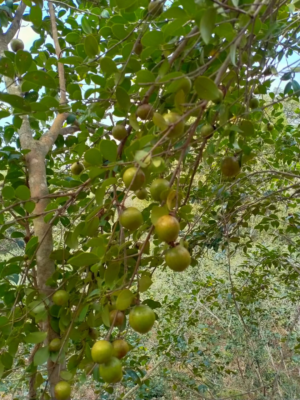 又到大丰收季,山茶桃 又叫木子,农村最天然,最珍贵的植物果实,晒干后
