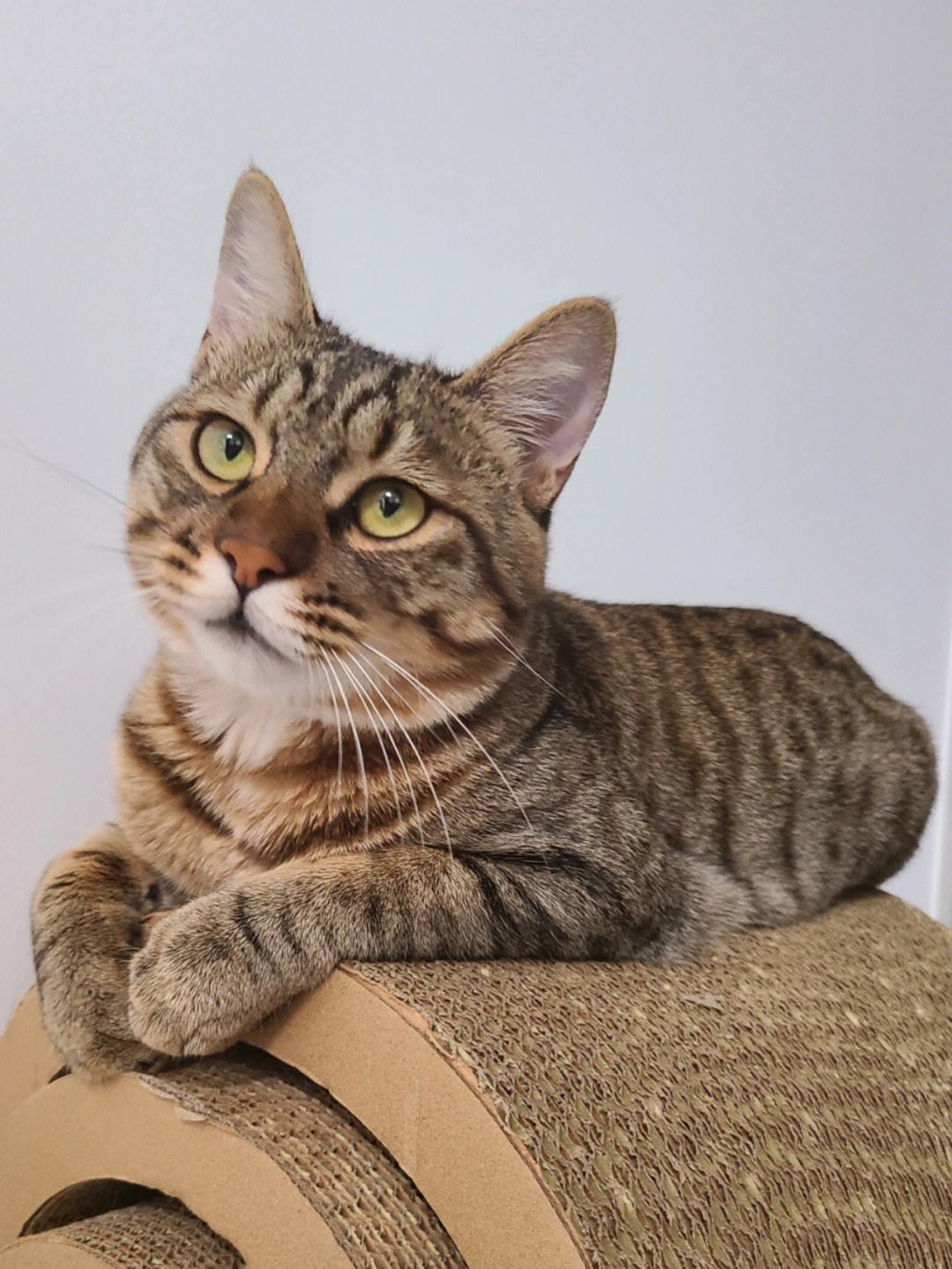 关于中华田园猫,你都了解多少?