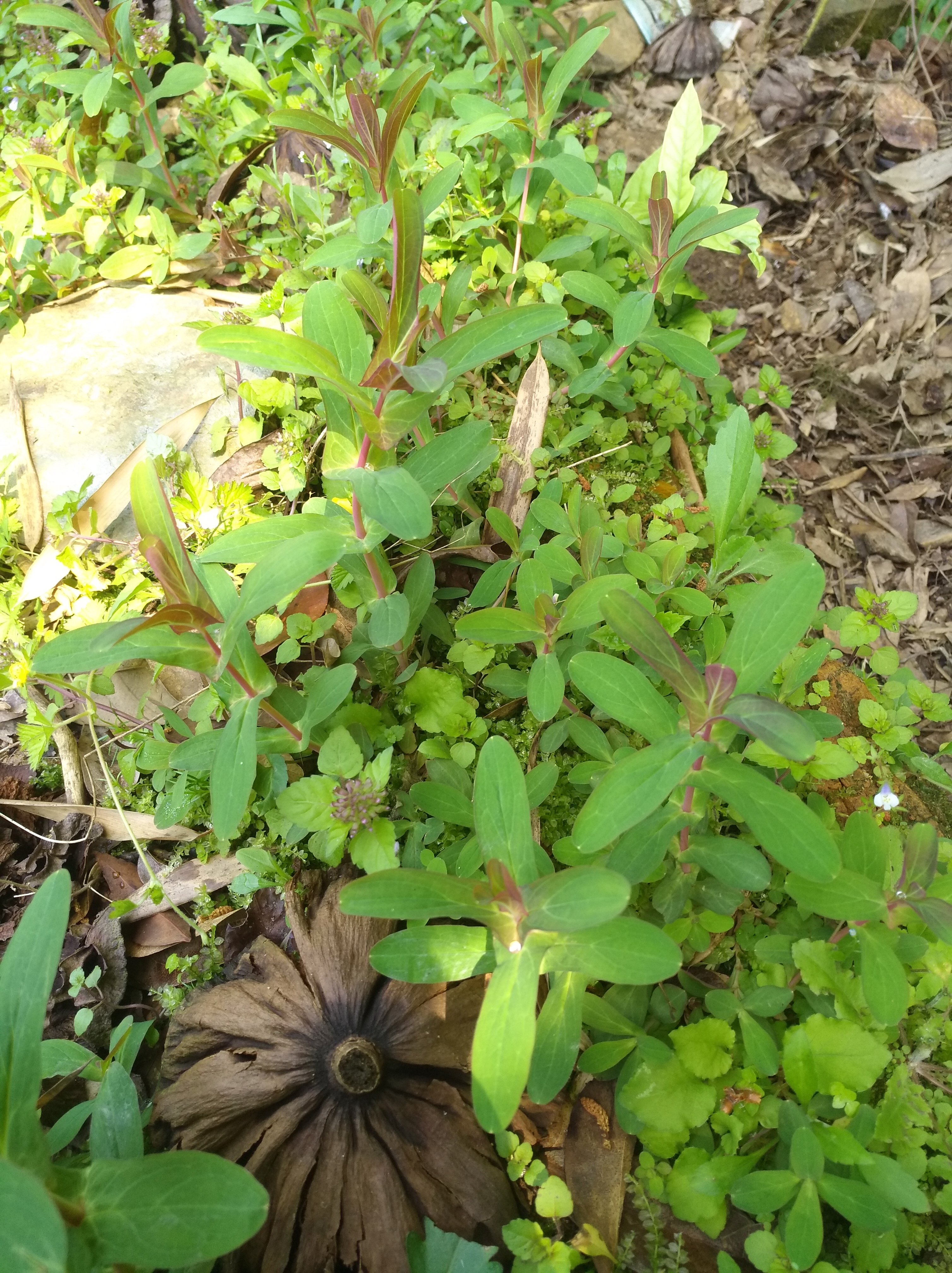 野生元宝草,因其叶子像古代的钱币,有药用价值植物