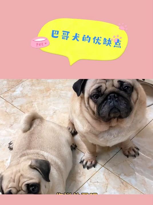 巴哥犬优缺点!