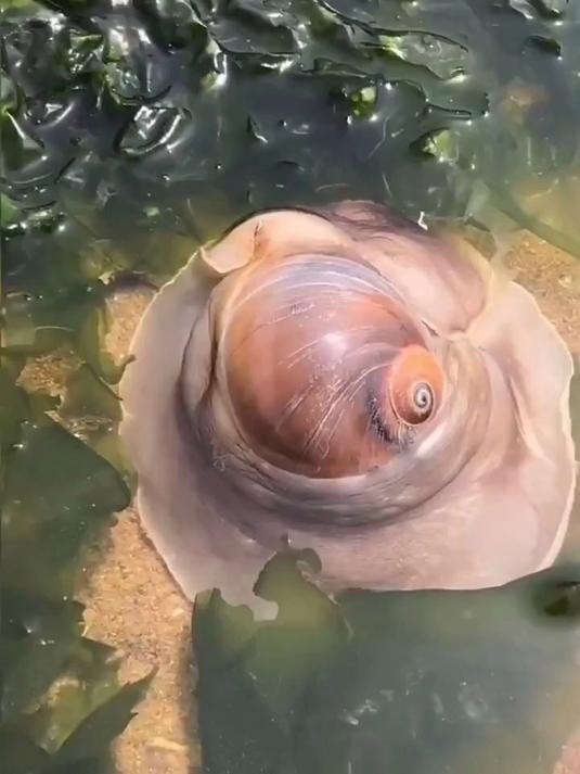 赶海抓猫眼螺图片