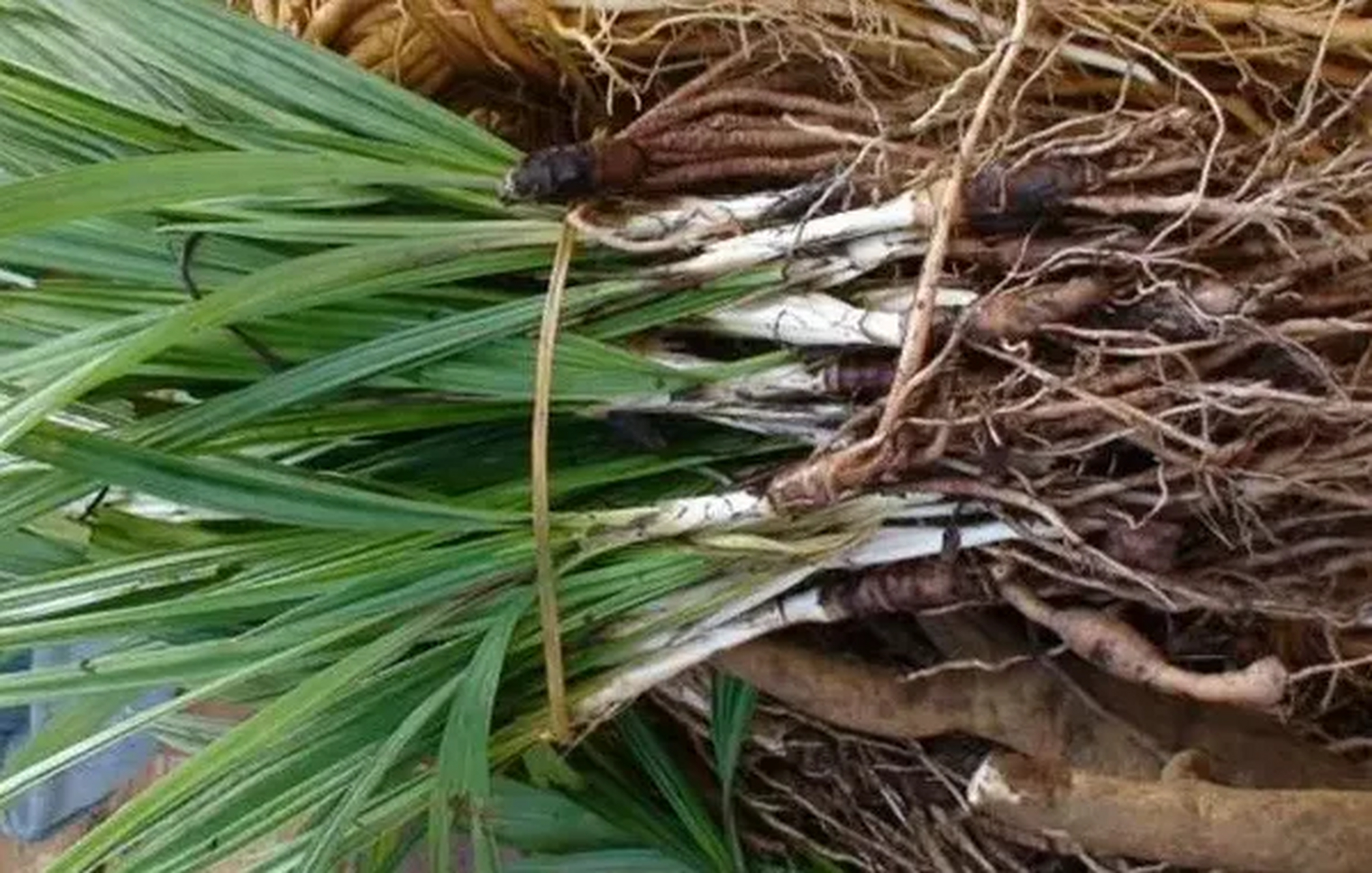 老一辈人叫它"壮阳草",村里好多人都在找,2023年越来越珍贵!