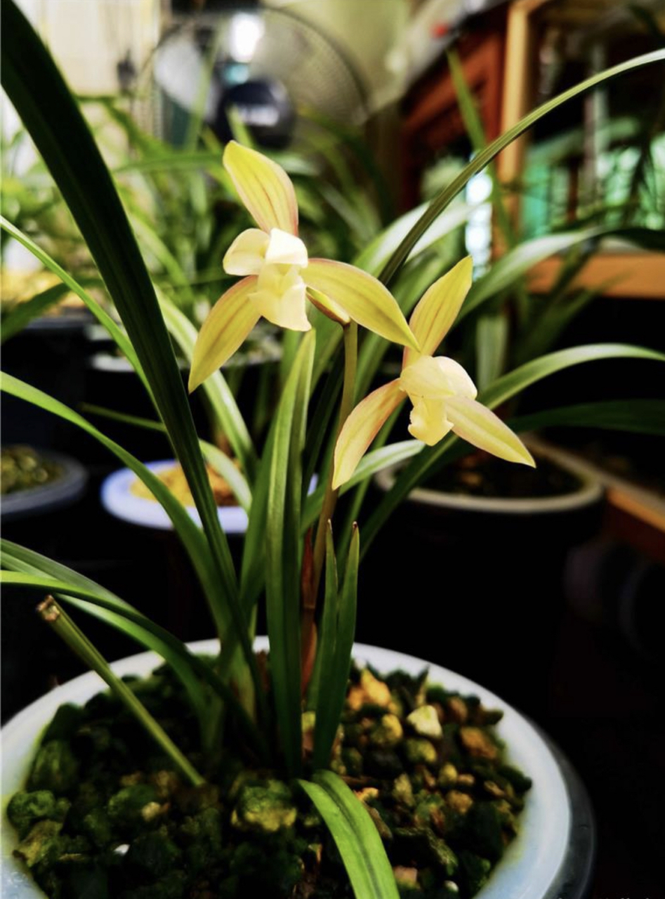 一号红壳素,各花入各眼!#兰花# #百家新知播