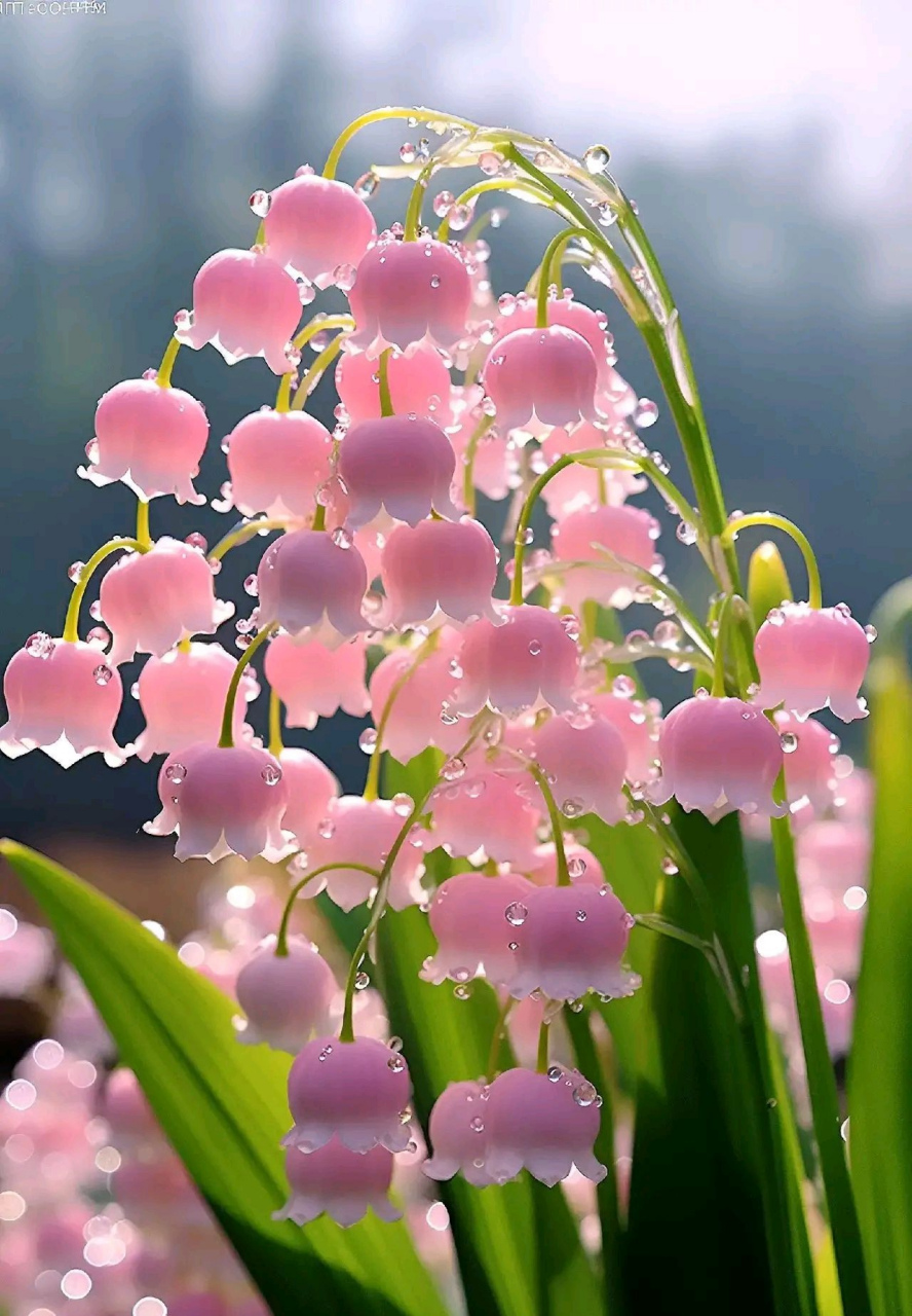 美花分享:七彩铃兰送给你,祝你周末愉快!