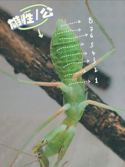 螳螂怎么分公母图片图片
