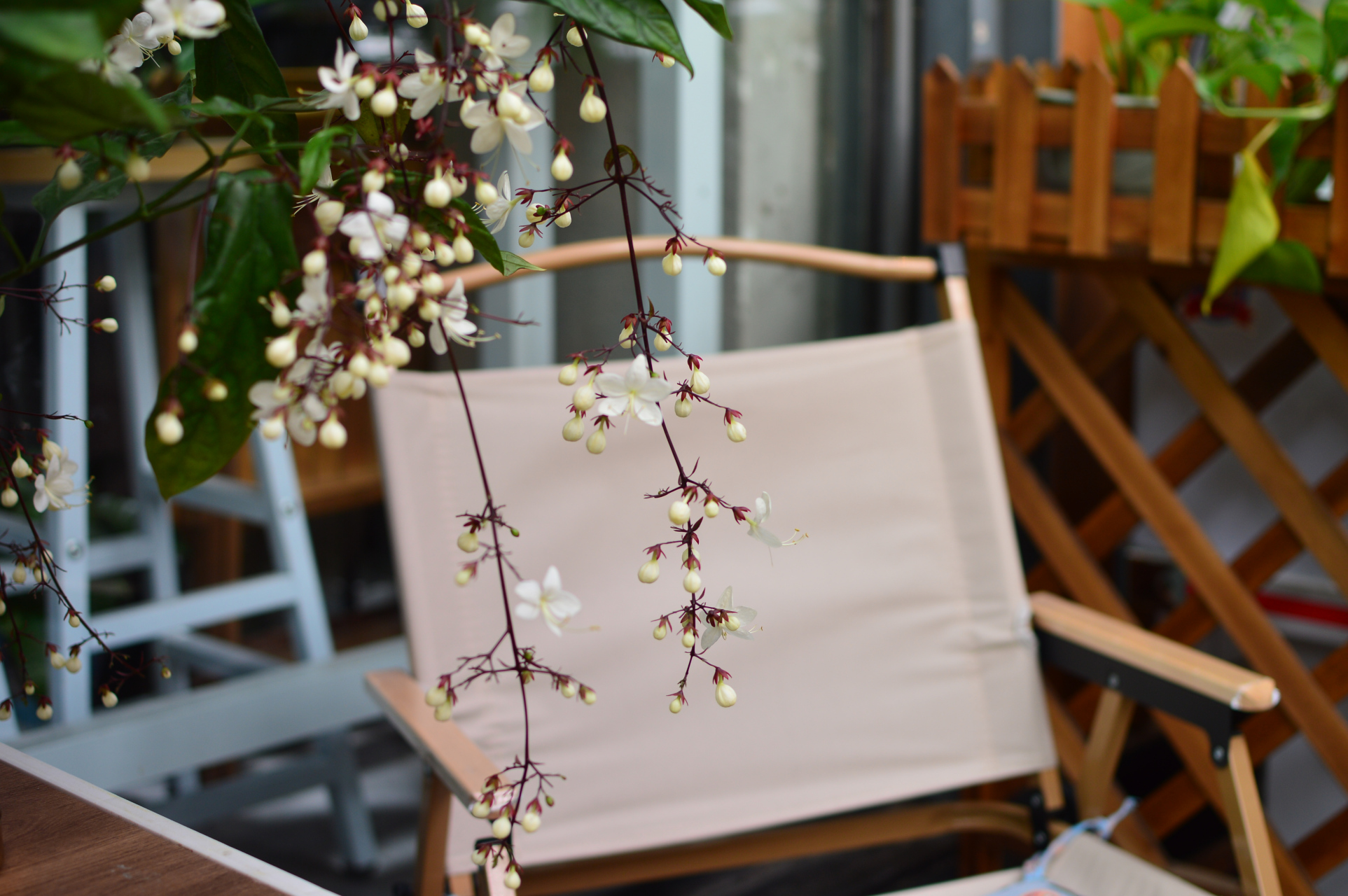 垂丝茉莉宛若摇曳多姿的仙子一般